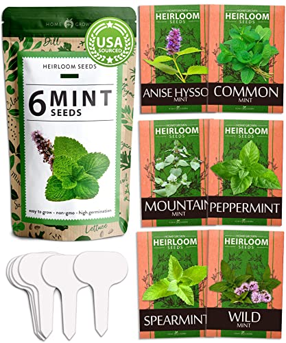 (6 Variety) Mint Seeds for Planting Outdoors or Indoors