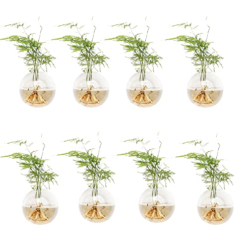 8 Pack Wall Hanging Planters 51GcgX5A L 