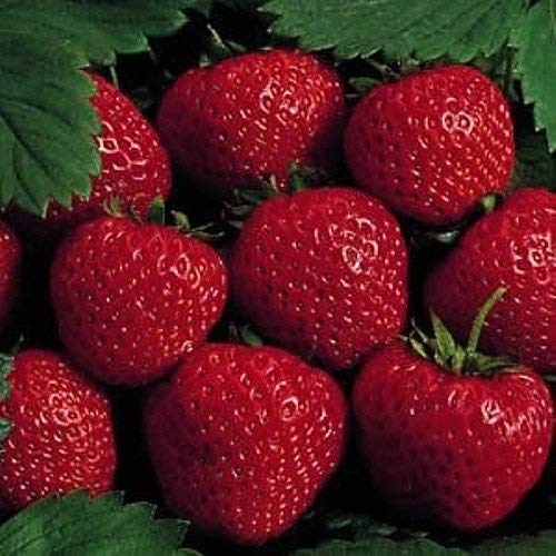 9GreenBox 25 Earliglow Strawberry Plants - Bareroot - The Earliest Berry!