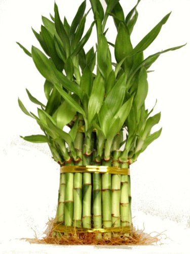 9GreenBox - 3 Tier Lucky Bamboo for Feng Shui (Total About 38 Stalks)