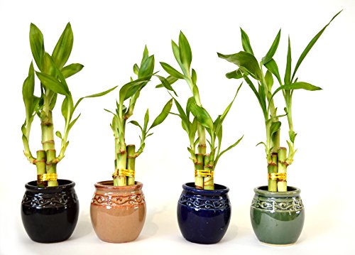 9GreenBox - Live 3 Style Party Set of 4 Bamboo Plant Arrangement w/Ceramic Vase