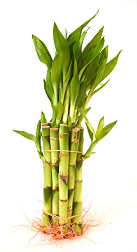 9GreenBox - Lucky Bamboo - 10 Style, Tall Bundle