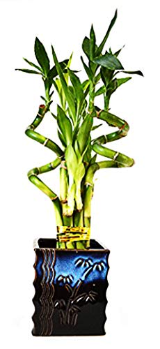 9GreenBox - Lucky Bamboo – Spiral Style with Black and Blue Ceramic Vase Live Plant Ornament Decor for Home, Kitchen, Office, Table, Desk - Attracts Zen, Luck, Good Fortune - Non-GMO, Grown in the USA