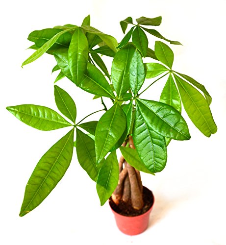 9GreenBox Money Tree Plant