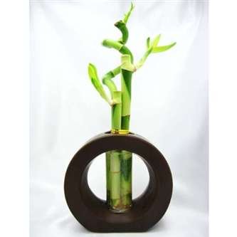 9GreenBox - Spiral Lucky Bamboo with Ceramic Vase