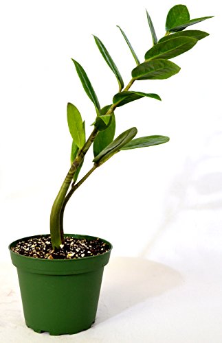 9GreenBox ZZ Plant - Low Maintenance Indoor Elegance