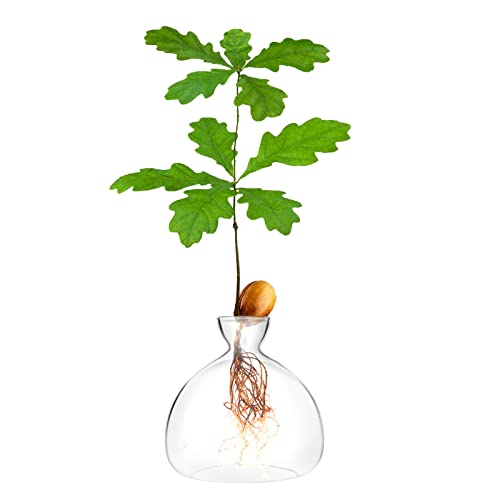 Acorn Sprouting Seed Starter