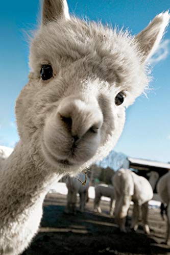 Alpaca Face Cute Baby Close Up View Animal Photography Face Funny Llama Photo Picture Zoo Adorable Cool Wall Decor Art Print Poster 24x36