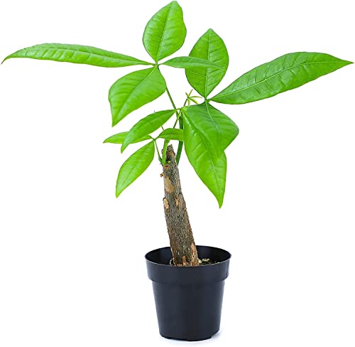 Altman Plants, Live Money Tree Plant, Pachira Aquatica Money Tree