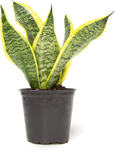 Altman Plants Live Snake Plant