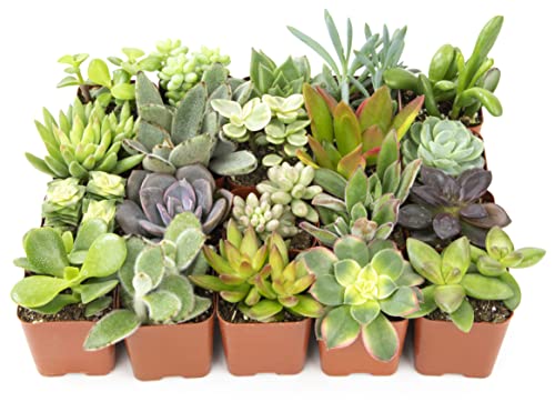 Altman Plants Live Succulent Plants (20 Pack) Assorted Potted Succulents