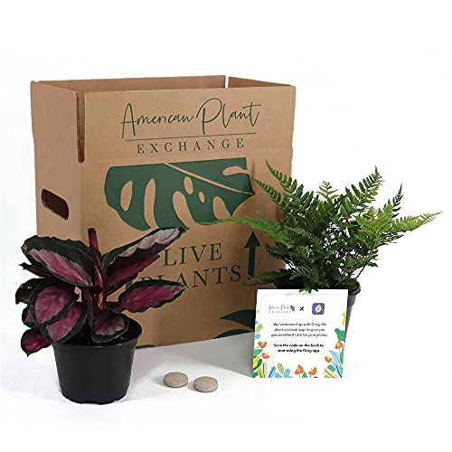 American Plant Exchange Endless Foliage Box