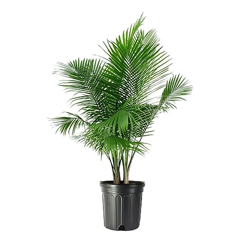 American Plant Exchange Live Majesty Palm Tree, Plant Pot for Home and Garden Decor, 10" Pot