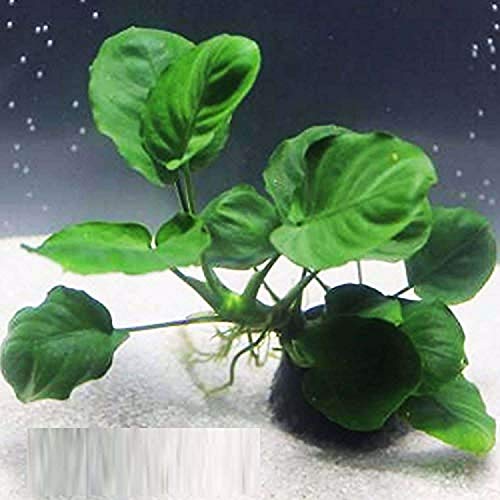 Anubias Barteri Coin Leaves Live Aquarium Plants