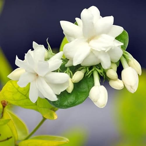 Arabian Jasmine Plant, Sambac Jasmine Fragrant Flower Plant Ornament Garden 3'' Pot