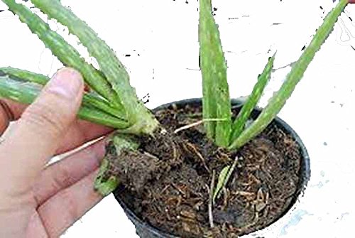 Artistic Solutions 3 Small Bare Rooted Organic Aloe Vera Barbadensis Plant from S. Florida