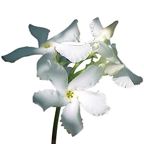Asiatic Star Jasmine Plant -Trachelosperumum - FRAGRANT - 2.5" Pot