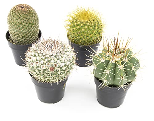 Assorted Cactus Plants Live Succulents in Cactus Pot
