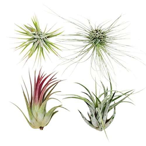 Assorted Live Air Plants (4-Pack) - Tropical Houseplants for Home Décor and DIY Terrariums