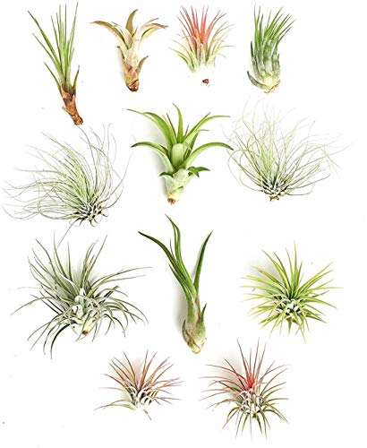 Assorted Tropical Tillandsia Air Plant Kit - Collection of 12
