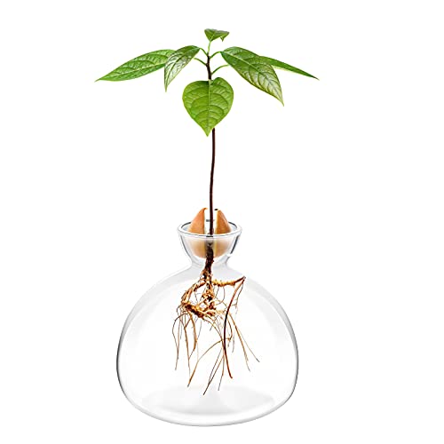 Avocado Seed Starter Planter Vase Pot
