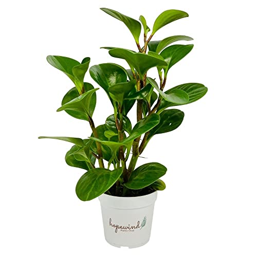Baby Rubber Plant, Peperomia obtusifolia, Live Indoor Plant, 4 inch Pot - Hopewind Plants Shop
