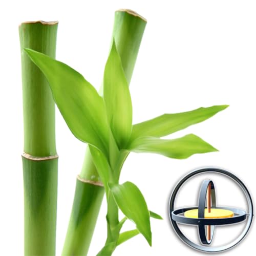 Bamboo Plant Yau 3D Parallax Live Wallpaper