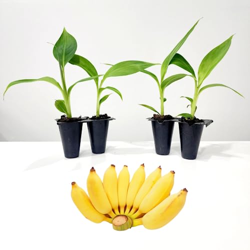 Banana Tree 'Dwarf Cavendish'. Set of 4 Starter Live Plants