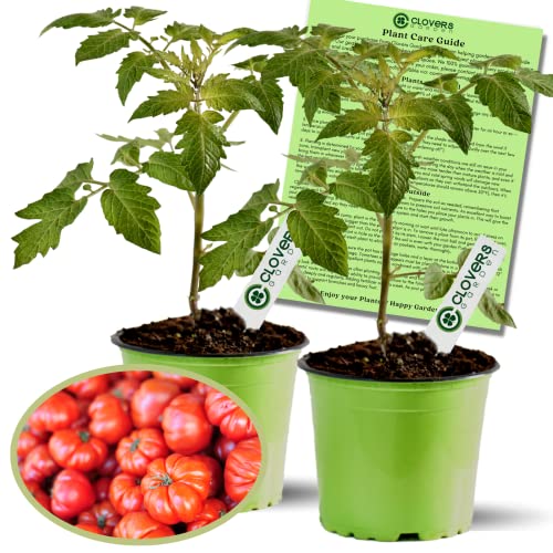 Beefsteak Tomato Plants – Non GMO - Large Fruit