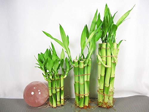 Betterdecor 30 Stalks Lucky Bamboo