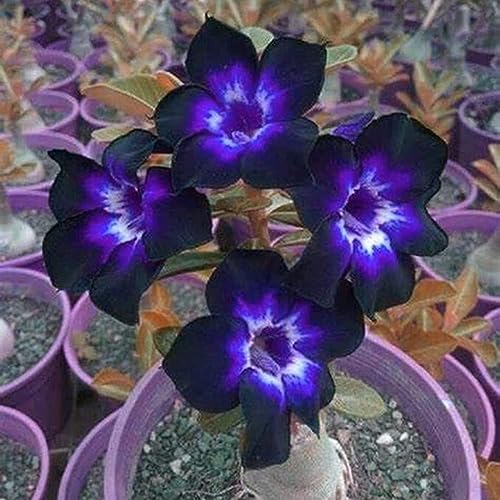 Black Desert Rose Plant - Enhance Your Garden