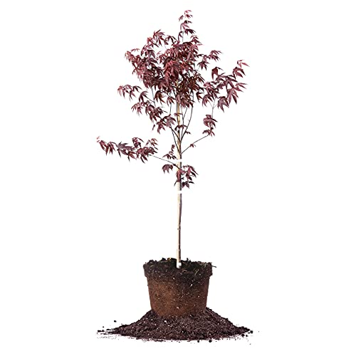 Bloodgood Japanese Maple Live Plant