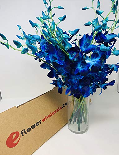 Blue Dendrobium Orchids - Bom Sonia with Free Vase