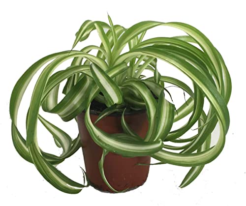 Bonnie Curly Spider Plant