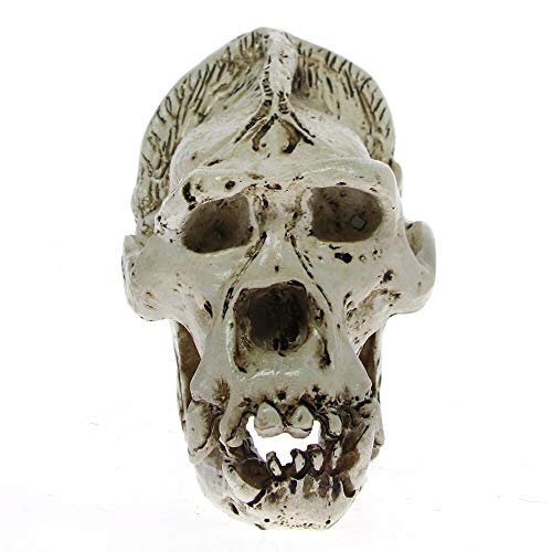 Bornean Orangutan Skull Head Figurine
