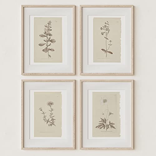 Botanical Plant Prints for Home Decor