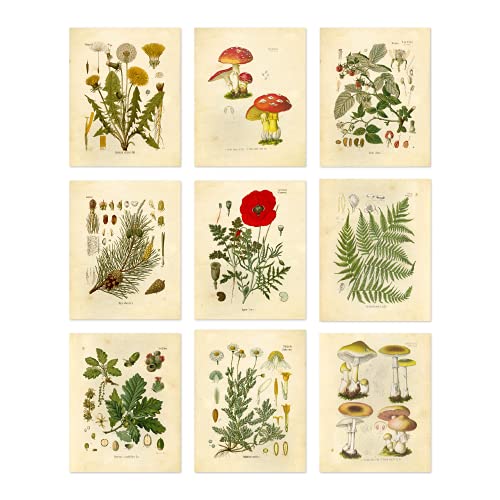Botanical Prints Wall Art Set of 9 8x10 Unframed