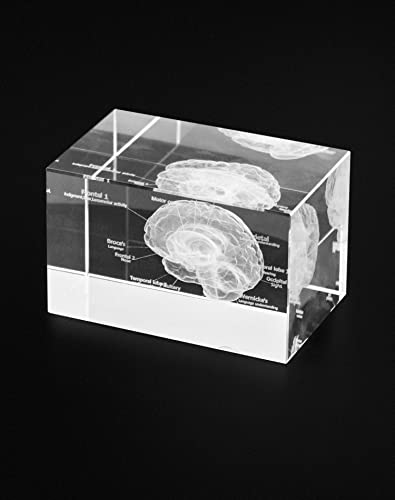 Brain Anatomical Model Paperweight