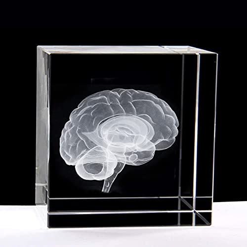 Brain Anatomical Model Paperweight