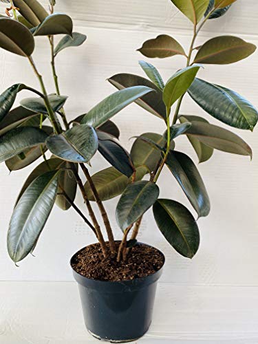 Burgundy India Rubber Plant