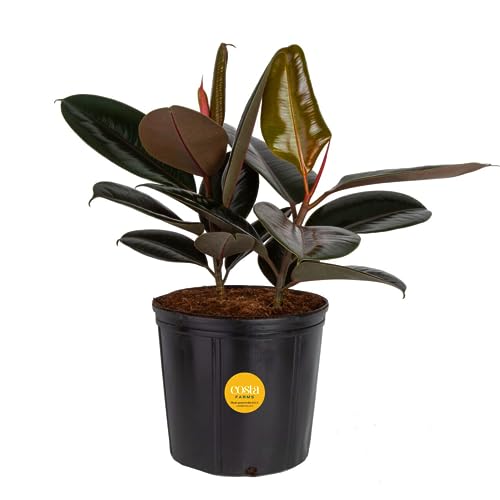 Burgundy Rubber Plant: Mesmerizing and Air-purifying Indoor Decor