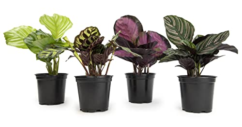 Calathea Prayer Plants Live House Plants Kit (4 PK)