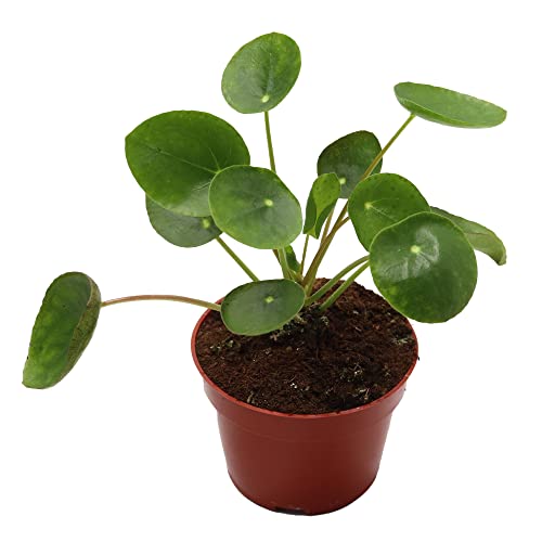 California Tropicals Chinese Money Plant