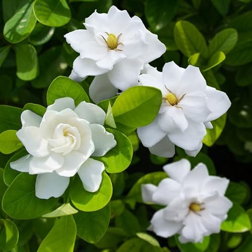 Cape Jasmine Plant - Frost Proof Live Indoor/Outdoor Plant