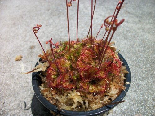 Carnivorous Spoon Leaf Sundew Drosera Spathulata Plant 3 inch pot