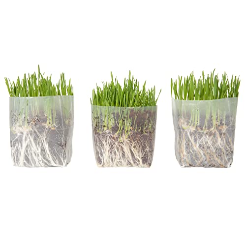 Cat Grass Kit for Indoor Cats
