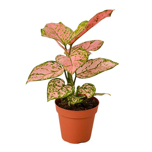 Chinese Evergreen 'Lady Valentine' - 4" Pot