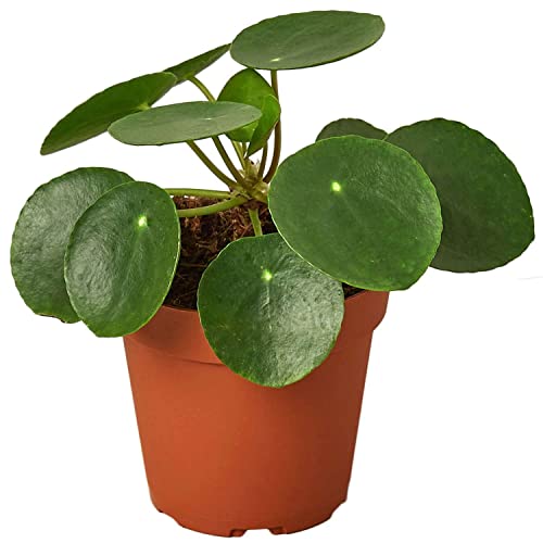 Chinese Money Live Plant