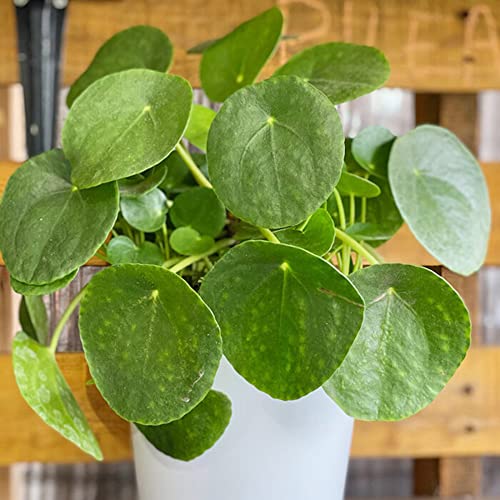 Chinese Money Plant - Easy to Grow and Maintain