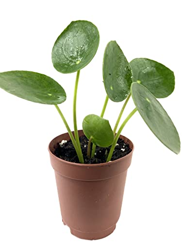 Chinese Money Plant - Rare and Elegant Houseplant